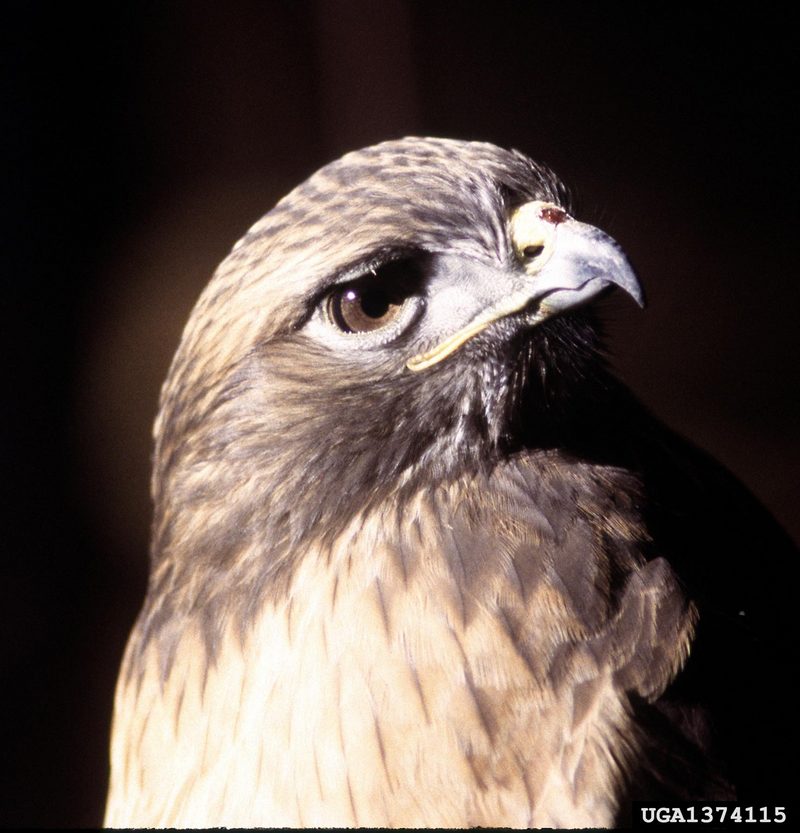 Red-tailed Hawk (Buteo jamaicensis) {!--붉은꼬리매-->; DISPLAY FULL IMAGE.