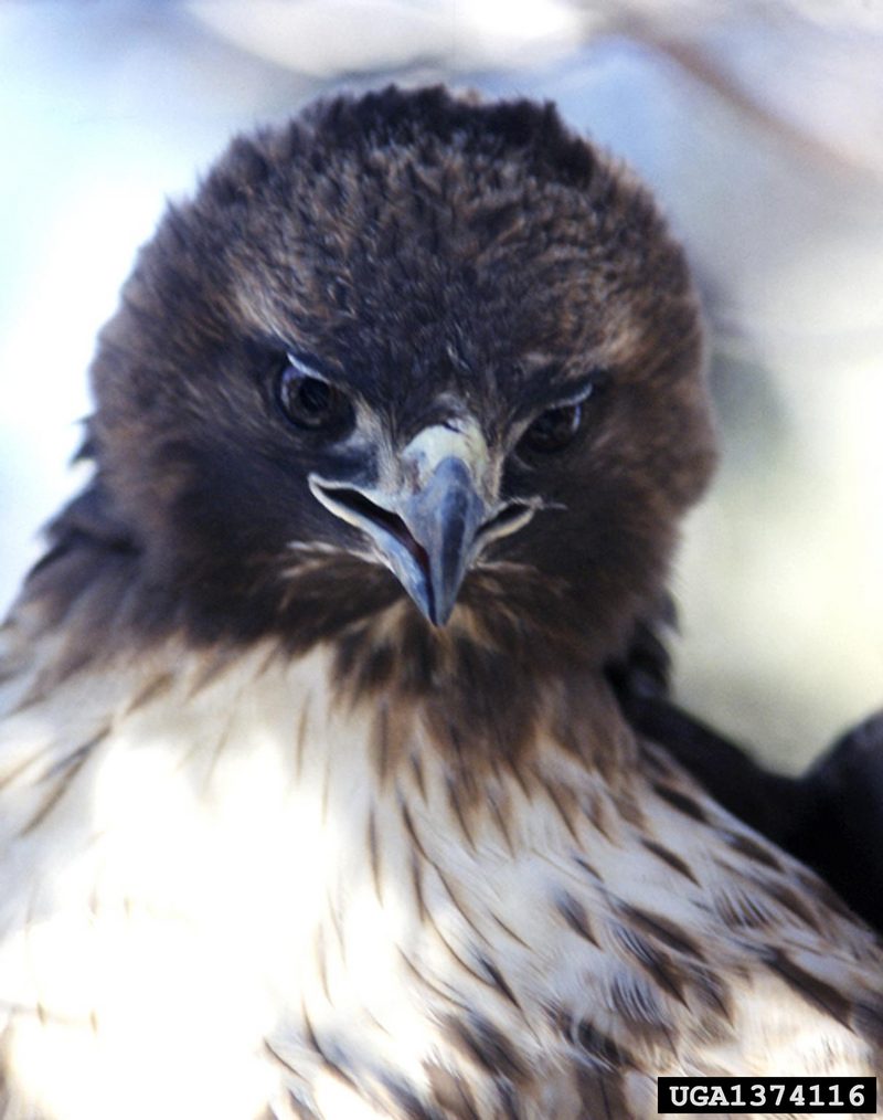 Red-tailed Hawk (Buteo jamaicensis) {!--붉은꼬리매-->; DISPLAY FULL IMAGE.