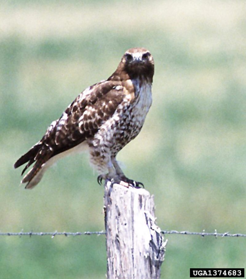 Red-tailed Hawk (Buteo jamaicensis) {!--붉은꼬리매-->; DISPLAY FULL IMAGE.