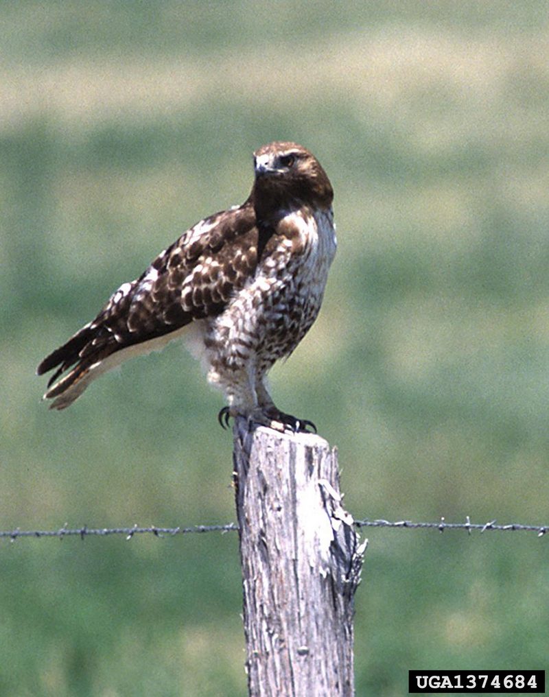 Red-tailed Hawk (Buteo jamaicensis) {!--붉은꼬리매-->; DISPLAY FULL IMAGE.