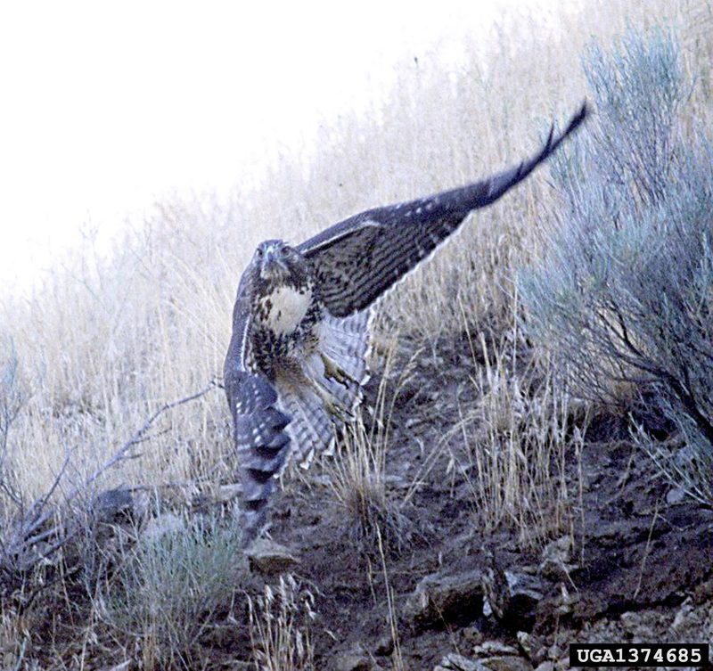 Red-tailed Hawk (Buteo jamaicensis) {!--붉은꼬리매-->; DISPLAY FULL IMAGE.