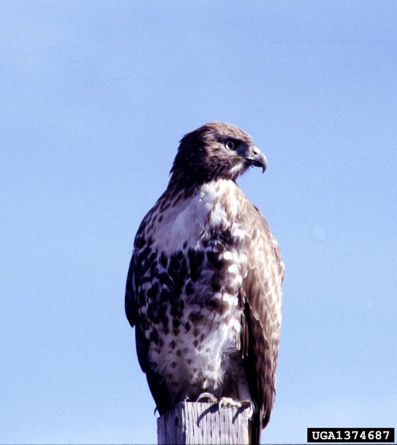 Red-tailed Hawk (Buteo jamaicensis) {!--붉은꼬리매-->; DISPLAY FULL IMAGE.
