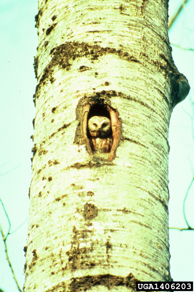 Northern Saw-whet Owl (Aegolius acadicus) {!--애기금눈올빼미-->; DISPLAY FULL IMAGE.