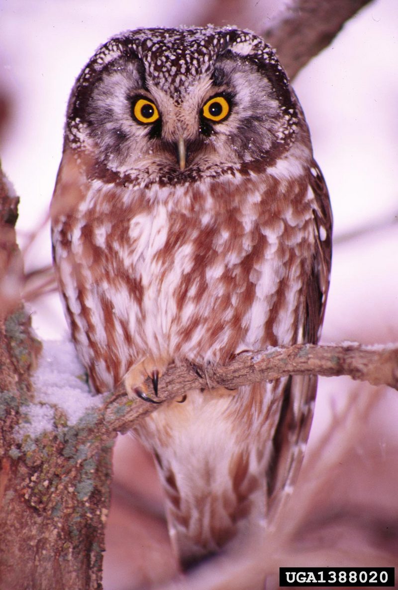 Boreal Owl (Aegolius funereus) {!--북방올빼미-->; DISPLAY FULL IMAGE.