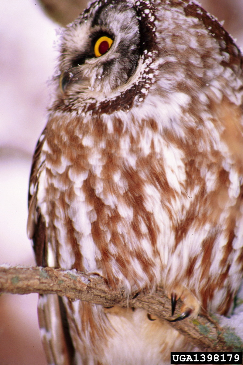 Boreal Owl (Aegolius funereus) {!--북방올빼미-->; DISPLAY FULL IMAGE.