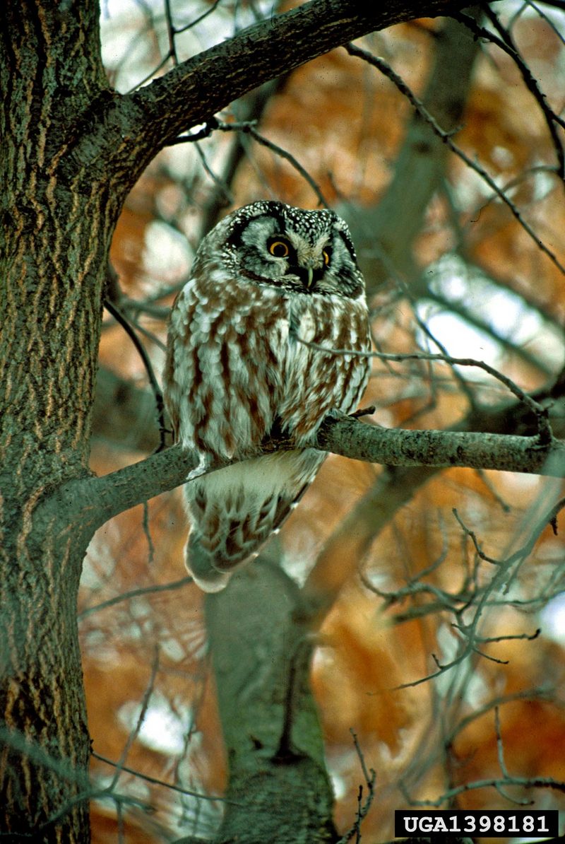 Boreal Owl (Aegolius funereus) {!--북방올빼미-->; DISPLAY FULL IMAGE.