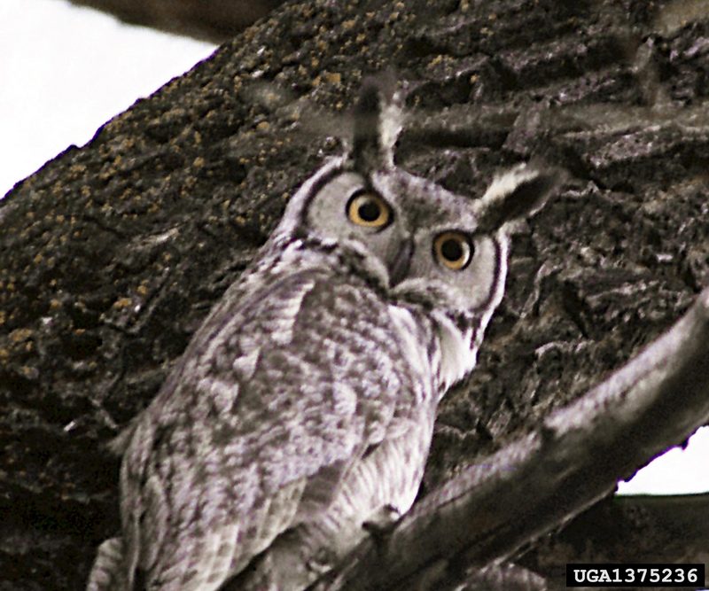 Great Horned Owl (Bubo virginianus) {!--큰뿔부엉이-->; DISPLAY FULL IMAGE.