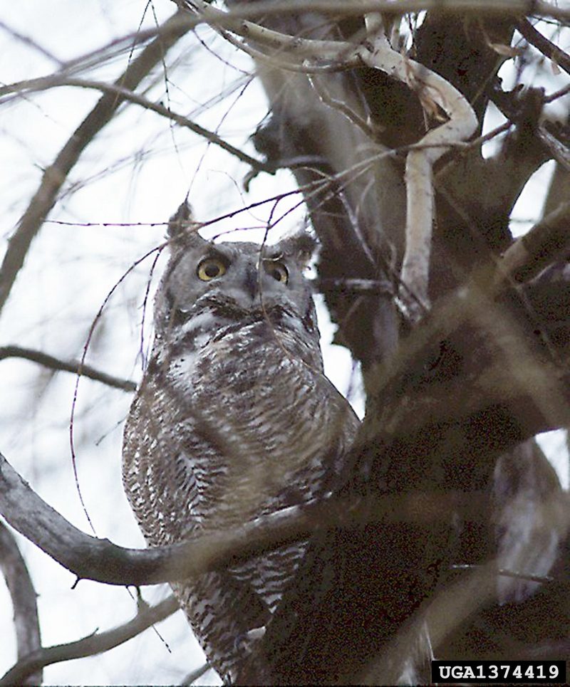 Great Horned Owl (Bubo virginianus) {!--큰뿔부엉이-->; DISPLAY FULL IMAGE.