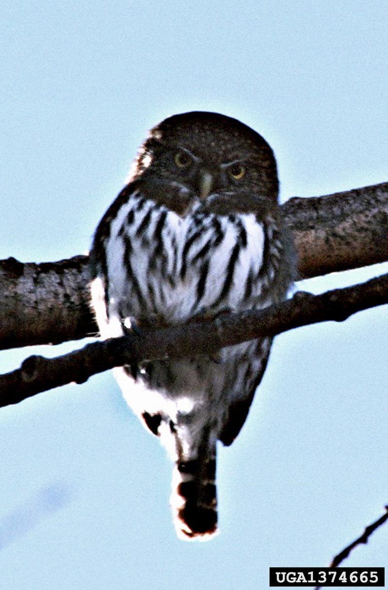 Northern Pygmy-Owl (Glaucidium gnoma) {!--참새올빼미-->; DISPLAY FULL IMAGE.