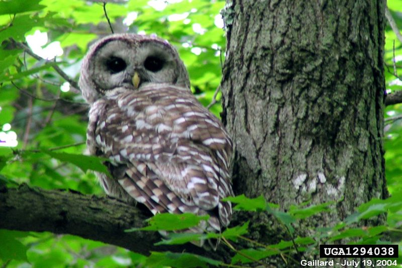 Barred Owl (Strix varia) {!--줄무늬올빼미-->; DISPLAY FULL IMAGE.