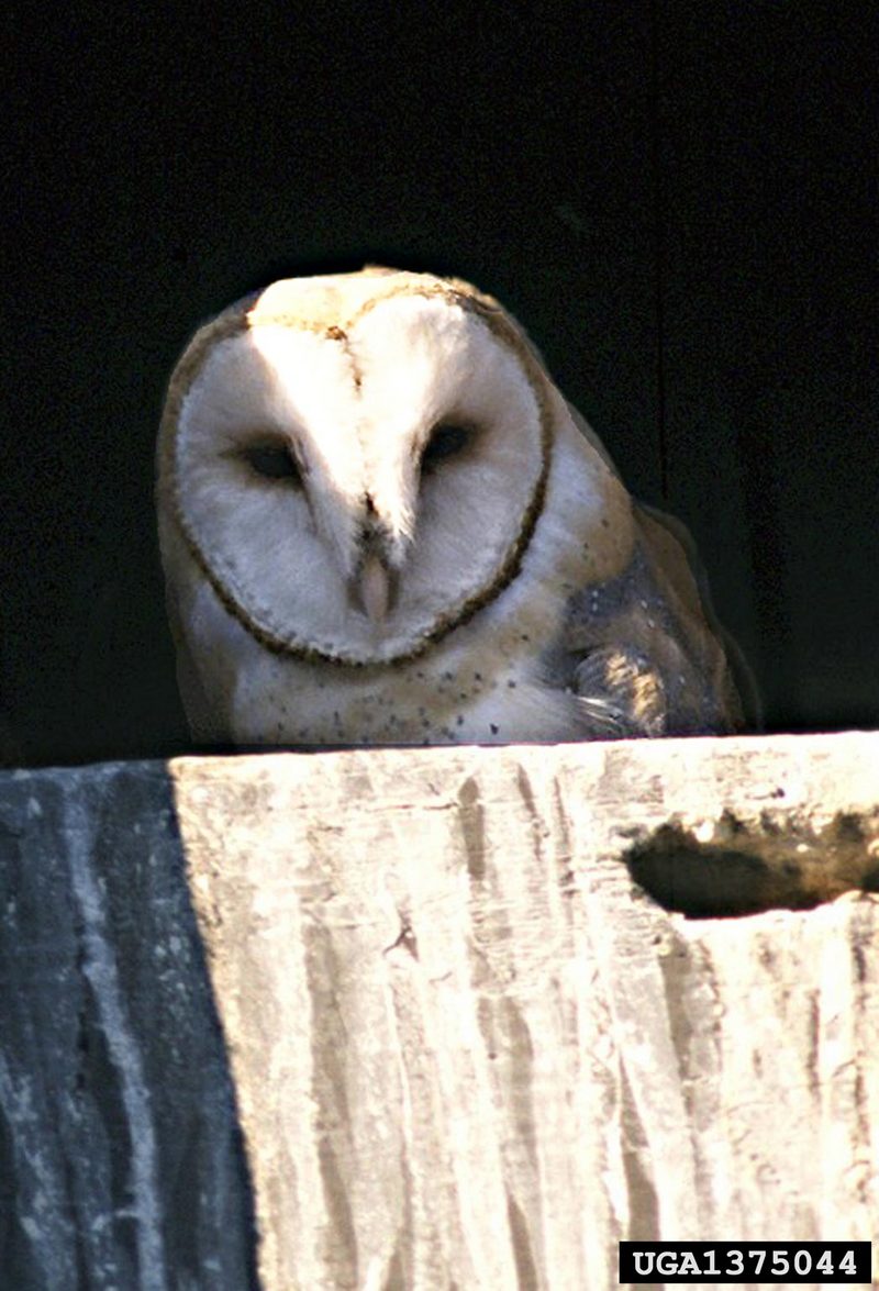 Barn Owl (Tyto alba) {!--가면올빼미-->; DISPLAY FULL IMAGE.
