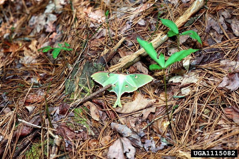 Luna Moth (Actias luna) {!--북미긴꼬리산누에나방-->; DISPLAY FULL IMAGE.