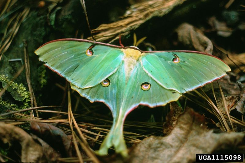 Luna Moth (Actias luna) {!--북미긴꼬리산누에나방-->; DISPLAY FULL IMAGE.