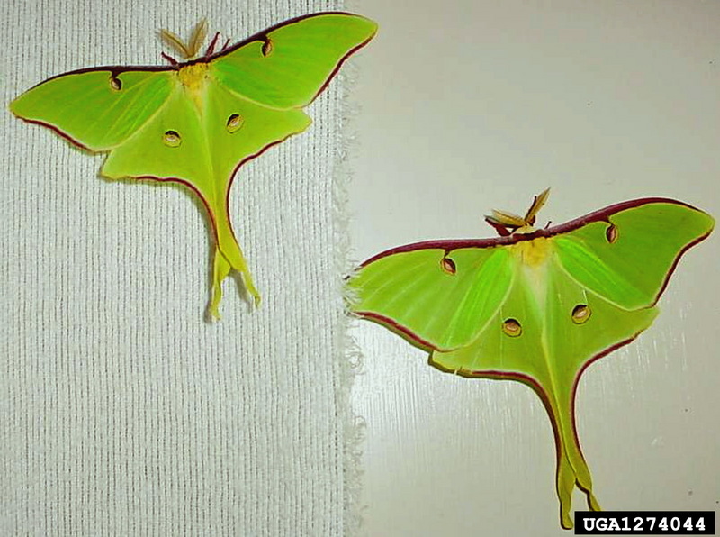 Luna Moth (Actias luna) {!--북미긴꼬리산누에나방-->; DISPLAY FULL IMAGE.