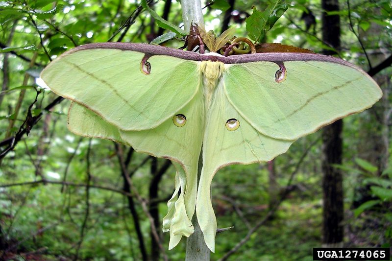 Luna Moth (Actias luna) {!--북미긴꼬리산누에나방-->; DISPLAY FULL IMAGE.