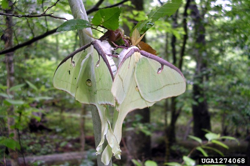 Luna Moth (Actias luna) {!--북미긴꼬리산누에나방-->; DISPLAY FULL IMAGE.