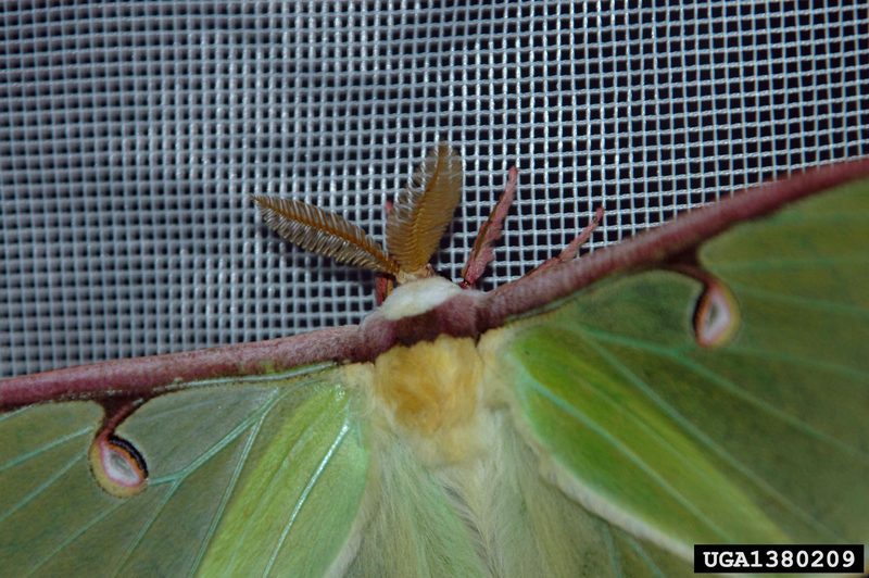 Luna Moth (Actias luna) {!--북미긴꼬리산누에나방-->; DISPLAY FULL IMAGE.