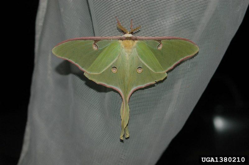 Luna Moth (Actias luna) {!--북미긴꼬리산누에나방-->; DISPLAY FULL IMAGE.