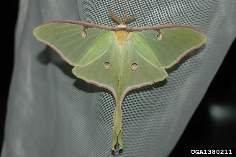 Luna Moth (Actias luna) {!--북미긴꼬리산누에나방-->; DISPLAY FULL IMAGE.