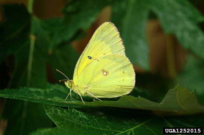 Clouded Sulphur (Colias philodice) {!--미국노랑나비류-->; DISPLAY FULL IMAGE.