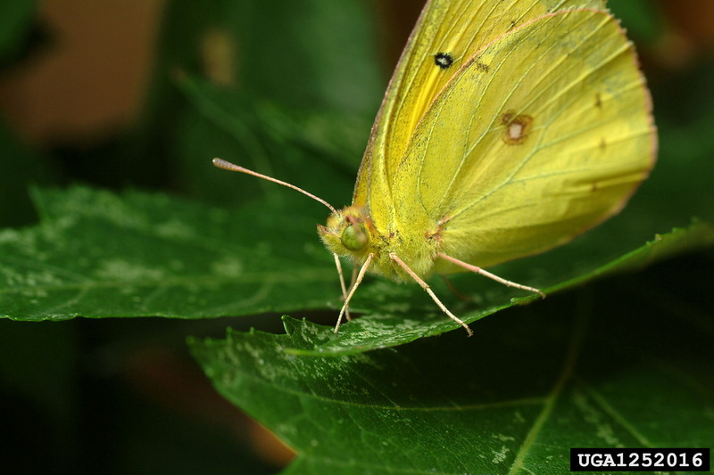 Clouded Sulphur (Colias philodice) {!--미국노랑나비류-->; DISPLAY FULL IMAGE.