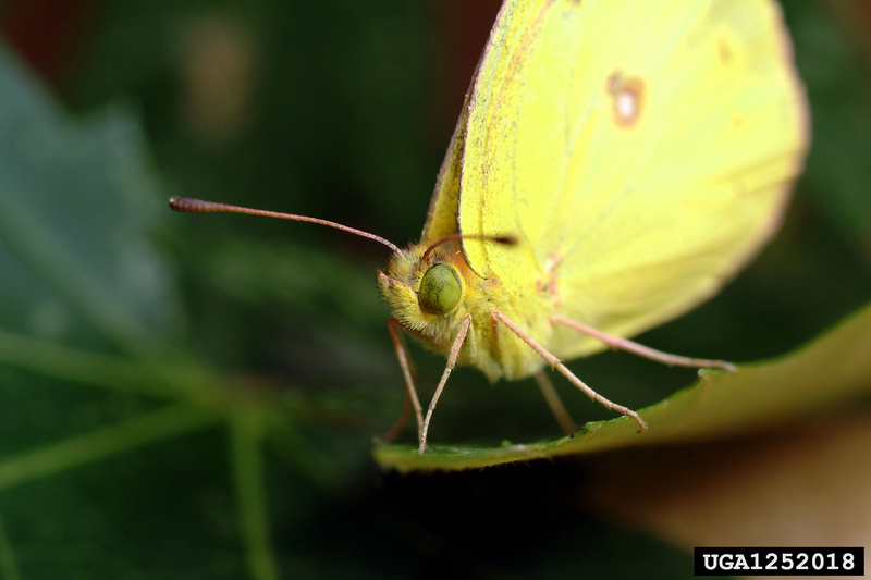 Clouded Sulphur (Colias philodice) {!--미국노랑나비류-->; DISPLAY FULL IMAGE.