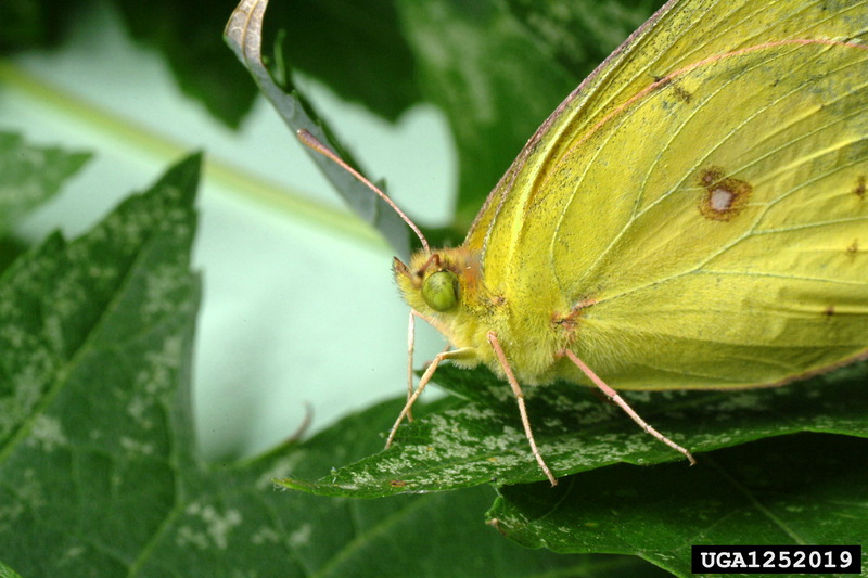 Clouded Sulphur (Colias philodice) {!--미국노랑나비류-->; DISPLAY FULL IMAGE.