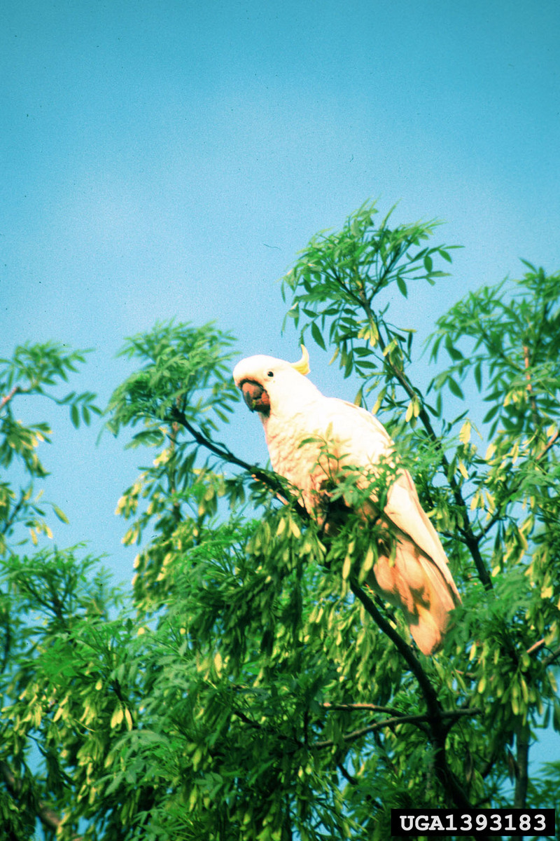 Sulphur-crested Cockatoo (Cacatua galerita) {!--노란관앵무-->; DISPLAY FULL IMAGE.