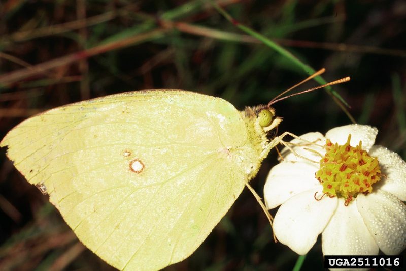 Cloudless Sulphur (Phoebis sennae) {!--북미산 노랑나비류-->; DISPLAY FULL IMAGE.