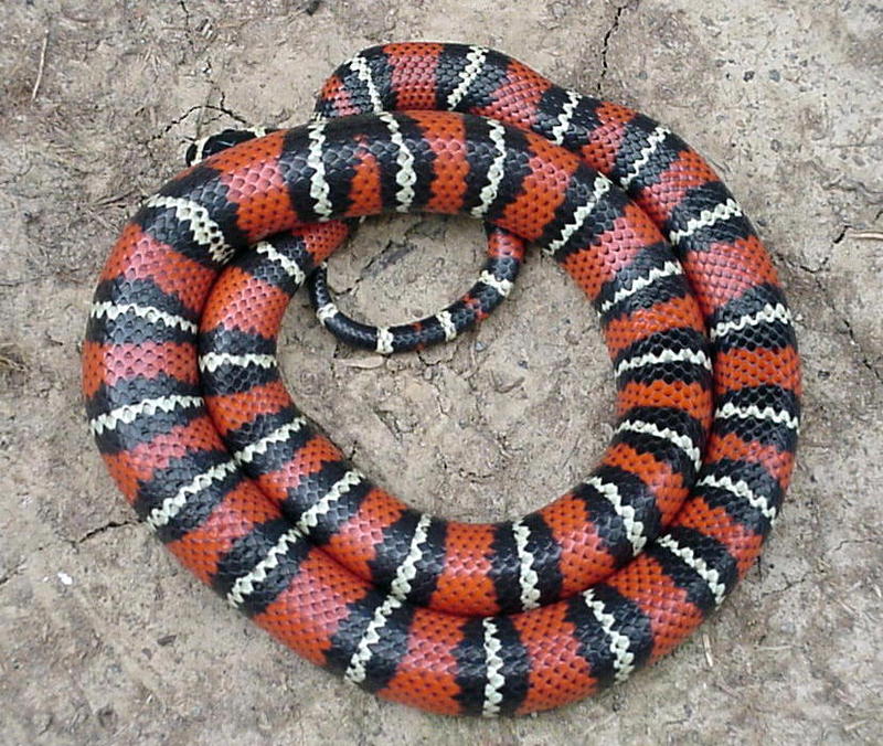 Central Guatemalan milksnake (L.t.abnorma); DISPLAY FULL IMAGE.