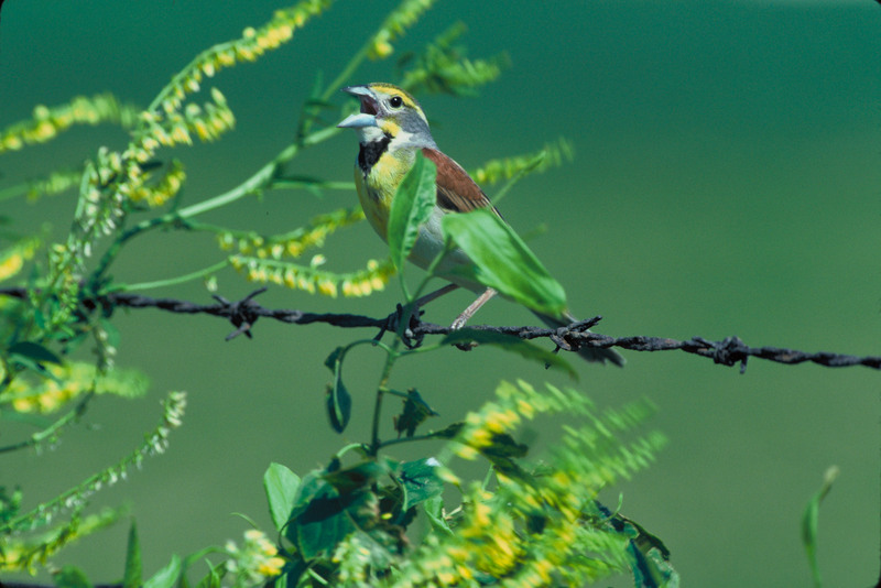 Dickcissel (Spiza americana) {!--검은가슴홍관조-->; DISPLAY FULL IMAGE.