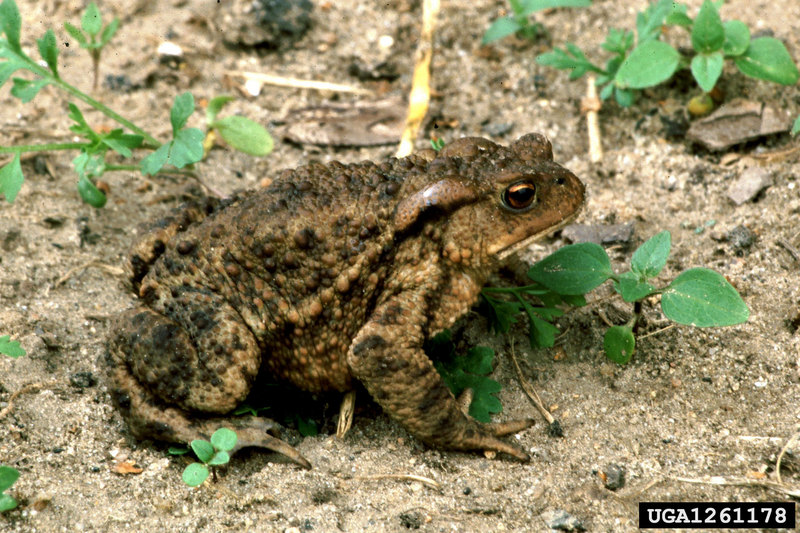 Common Toad (Bufo bufo) {!--두꺼비-->; DISPLAY FULL IMAGE.