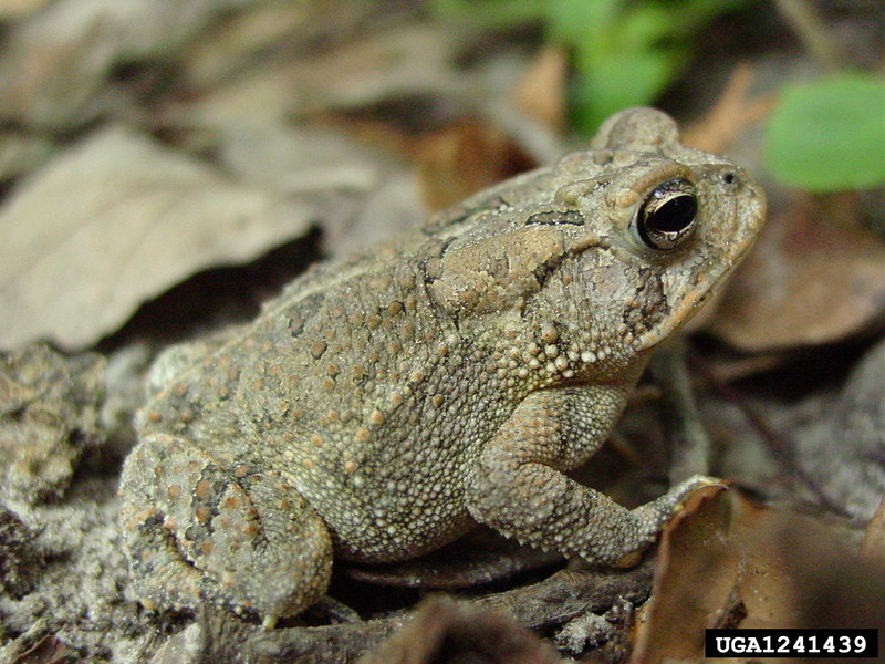 Fowler's Toad (Bufo fowleri) {!--플라워두꺼비-->; DISPLAY FULL IMAGE.