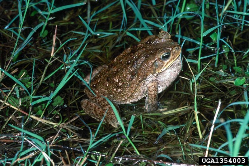 Cane Toad (Bufo marinus) {!--파나마왕두꺼비(수수두꺼비)-->; DISPLAY FULL IMAGE.