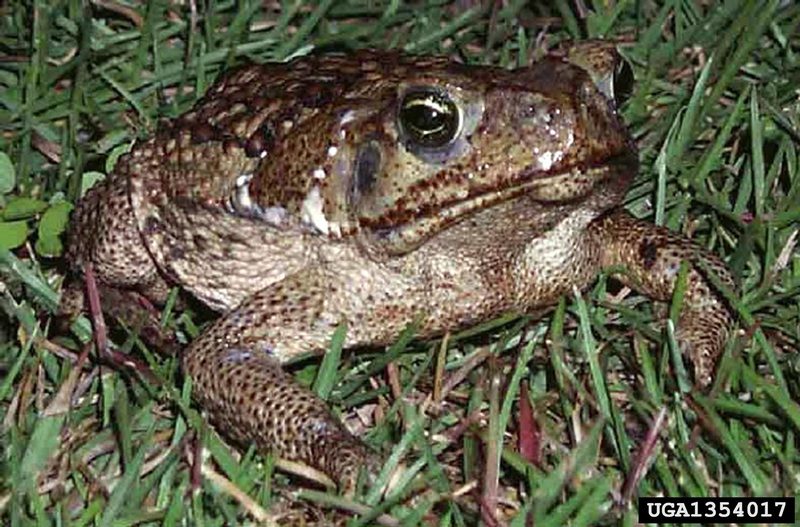 Cane Toad (Bufo marinus) {!--파나마왕두꺼비(수수두꺼비)-->; DISPLAY FULL IMAGE.