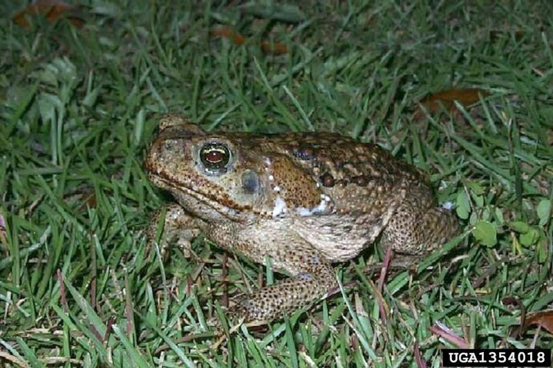 Cane Toad (Bufo marinus) {!--파나마왕두꺼비(수수두꺼비)-->; DISPLAY FULL IMAGE.