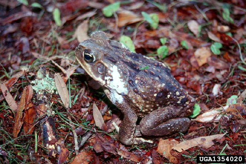 Cane Toad (Bufo marinus) {!--파나마왕두꺼비(수수두꺼비)-->; DISPLAY FULL IMAGE.