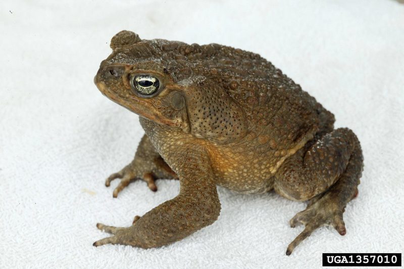 Cane Toad (Bufo marinus) {!--파나마왕두꺼비(수수두꺼비)-->; DISPLAY FULL IMAGE.