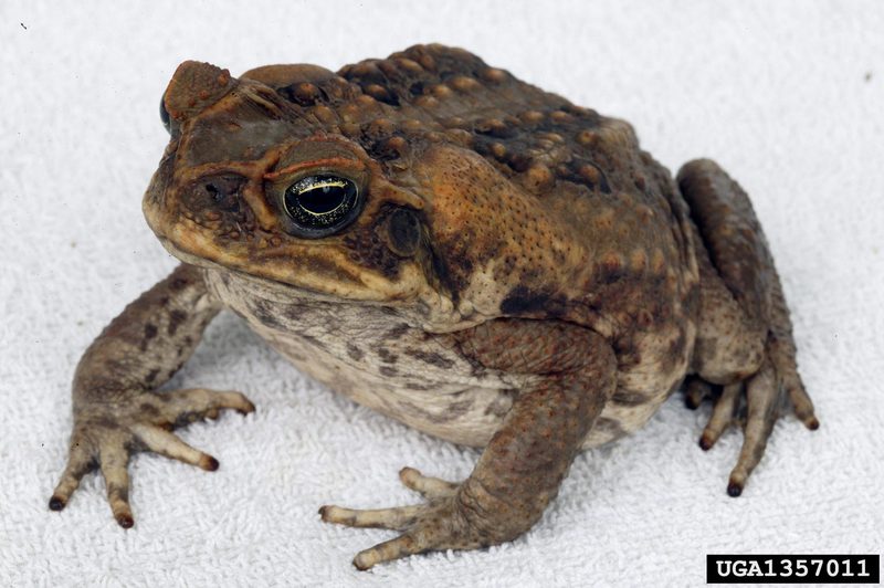 Cane Toad (Bufo marinus) {!--파나마왕두꺼비(수수두꺼비)-->; DISPLAY FULL IMAGE.