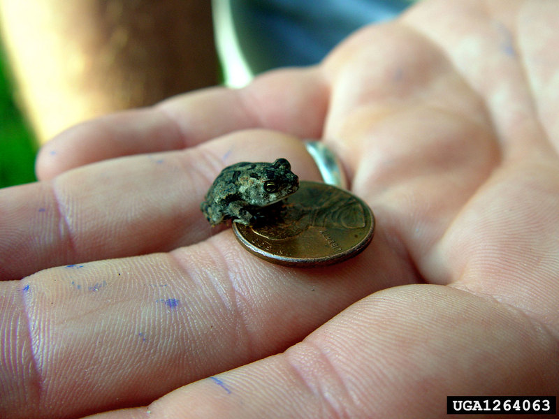 Southern Toad (Bufo terrestris) {!--미국남방두꺼비-->; DISPLAY FULL IMAGE.