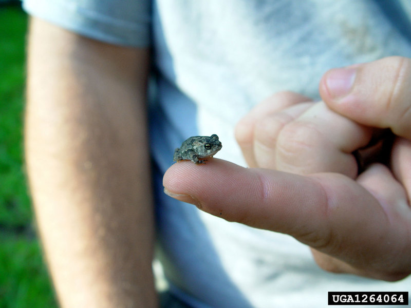 Southern Toad (Bufo terrestris) {!--미국남방두꺼비-->; DISPLAY FULL IMAGE.