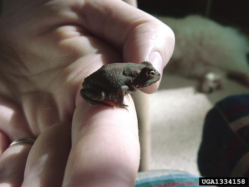 Southern Toad (Bufo terrestris) {!--미국남방두꺼비-->; DISPLAY FULL IMAGE.