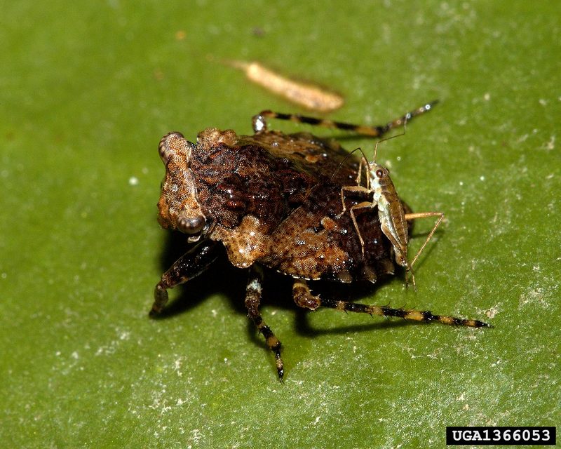 Big-eyed Toad Bug (Gelastocoris oculatus) {!--두꺼비노린재-->; DISPLAY FULL IMAGE.