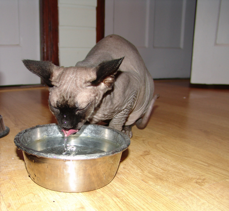 Sphinx or Hairless Cat; DISPLAY FULL IMAGE.