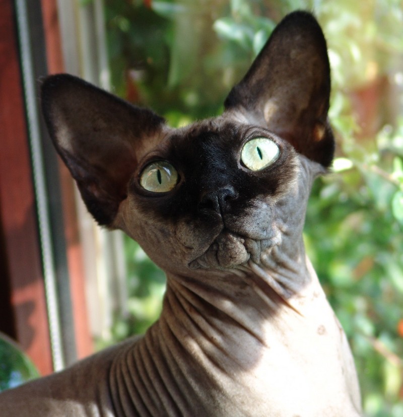 Sphinx or Hairless Cat; DISPLAY FULL IMAGE.