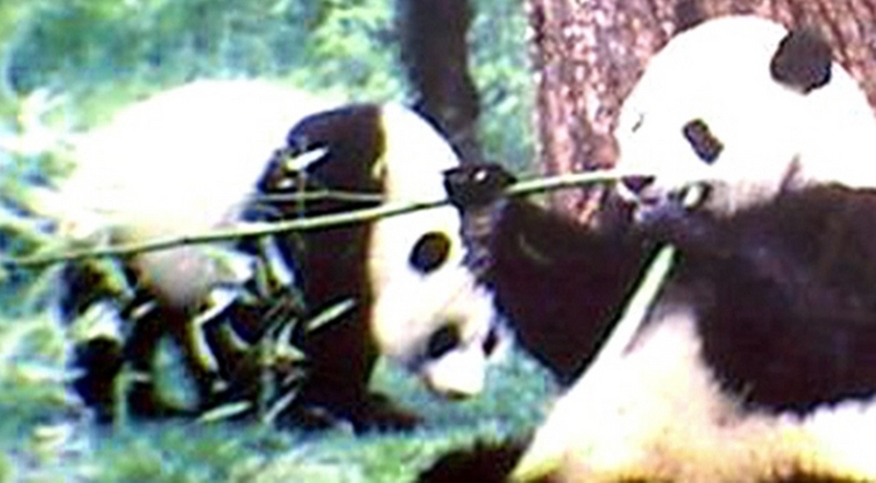 PANDAS; DISPLAY FULL IMAGE.