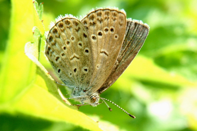 Pseudozizeeria maha (Pale Grass Blue Butterfly) {!--남방부전나비-->; DISPLAY FULL IMAGE.