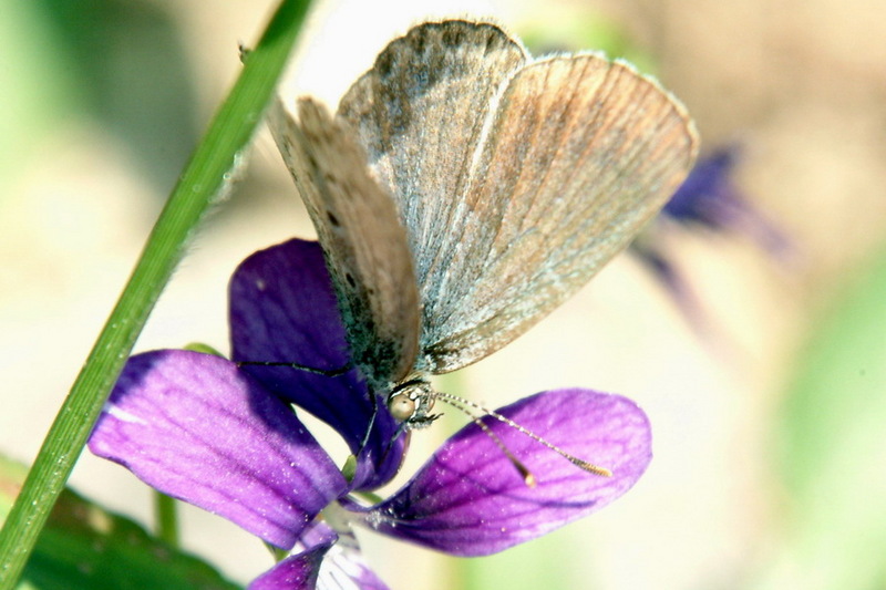 Pseudozizeeria maha (Pale Grass Blue Butterfly) {!--남방부전나비-->; DISPLAY FULL IMAGE.