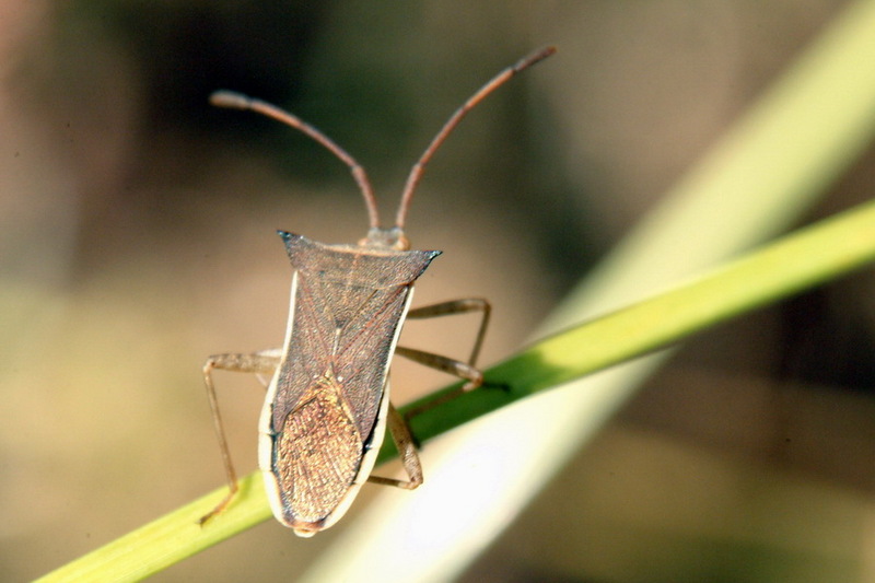 Cletus punctiger (Squash bug) {!--시골가시허리노린재-->; DISPLAY FULL IMAGE.