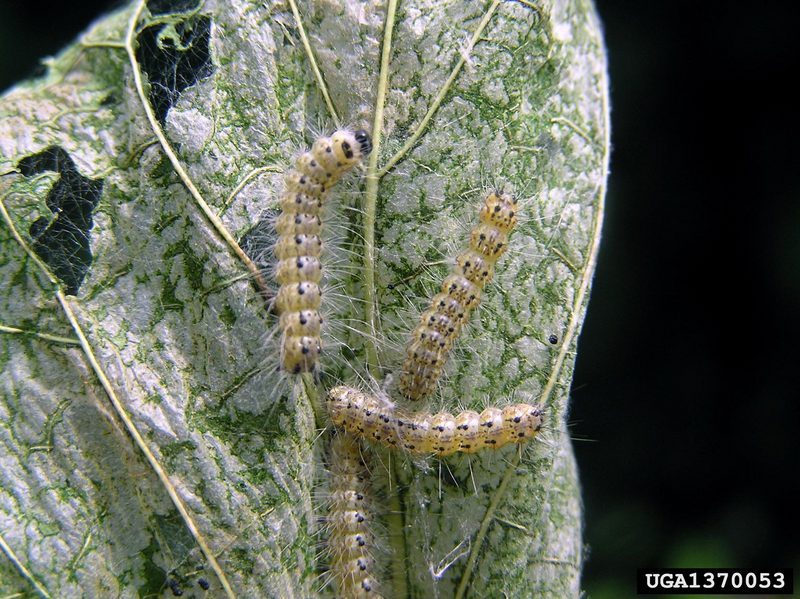 Fall Webworm Moth caterpillars (Hyphantria cunea) {!--미국흰불나방/흰불나방 애벌레-->; DISPLAY FULL IMAGE.